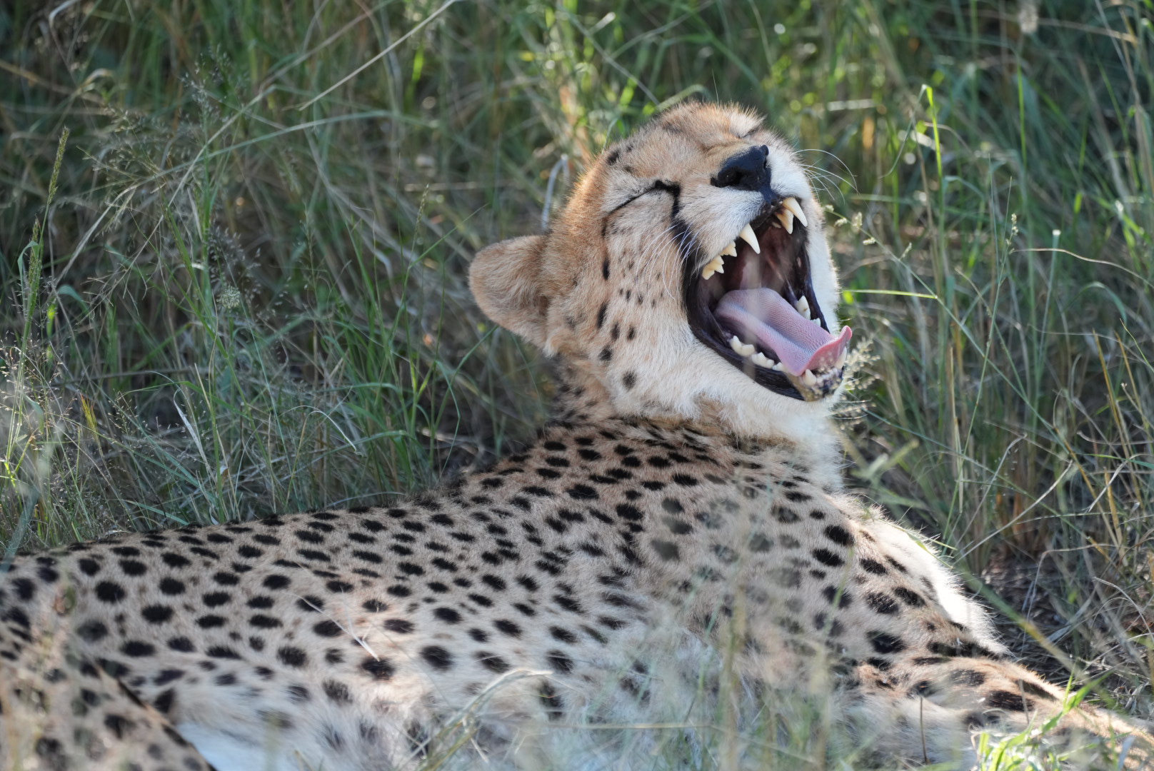 Namibie