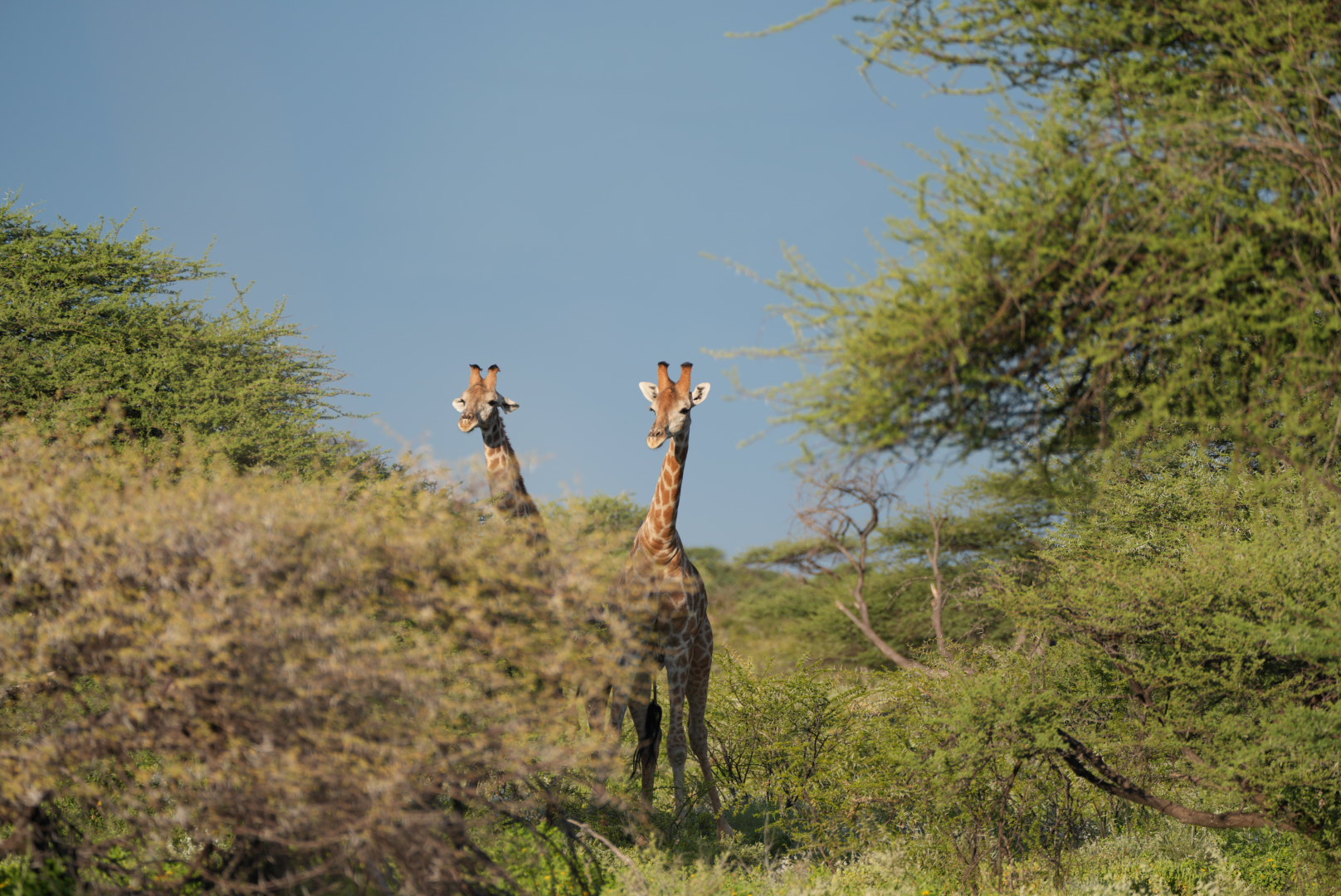 Aventure Namibie