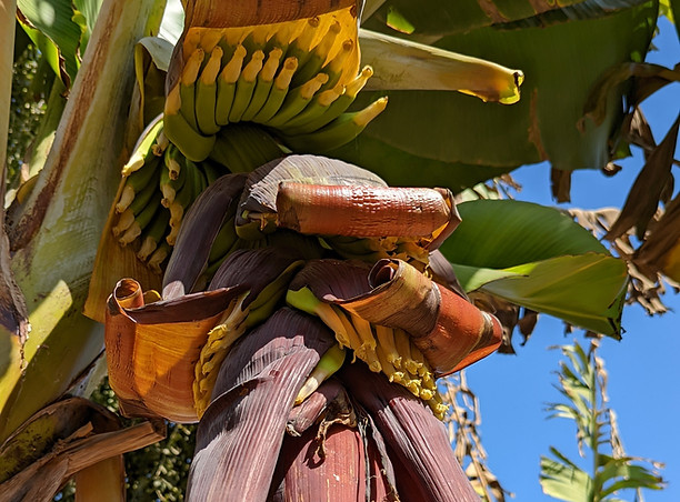 Banana Island